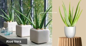 aloe vera indoor plant easy succulent for beginners