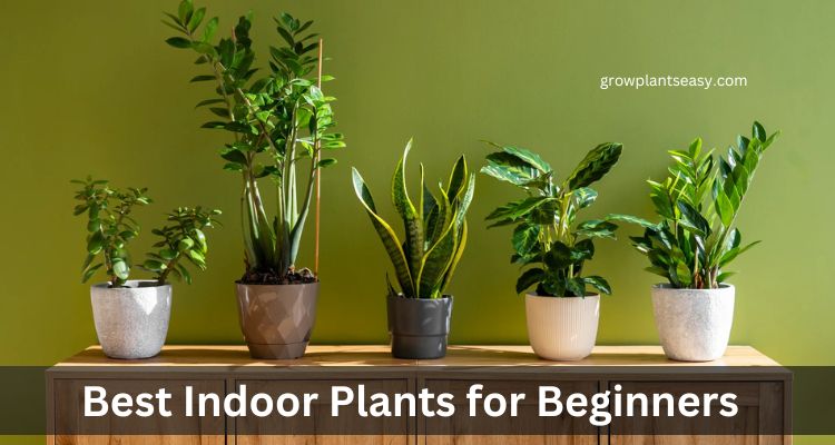 Best Indoor Plants for Beginners