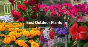 Best Outdoor Plants
