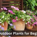 Best Outdoor Plants for Beginners