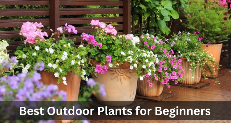 Best Outdoor Plants for Beginners