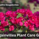 Bougainvillea Plant care guide