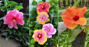 Different types of hibiscus plant