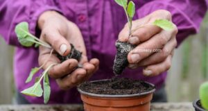 Grow Plants Easy