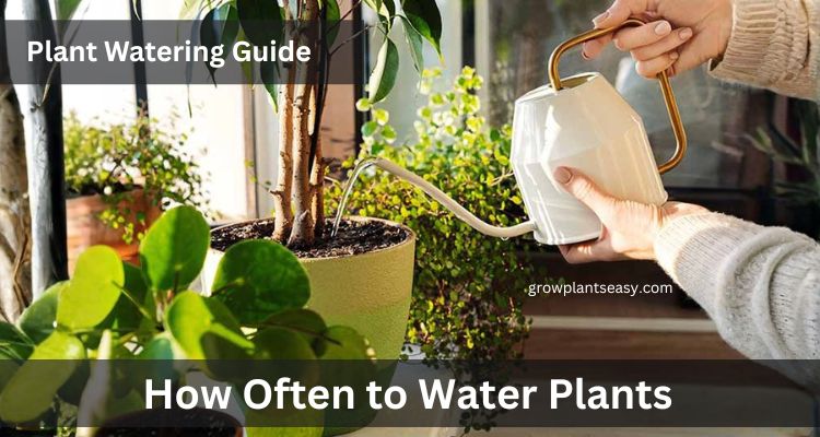 How Often to Water Plants