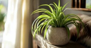 How to grow Spider Plant