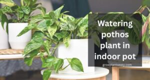watering pothos plant in indoor pot