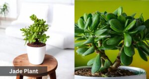 jade plant easy indoor succulent plant
