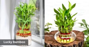 lucky bamboo indoor plant grown in water