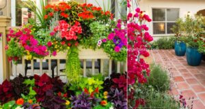 Outdoor Plants