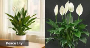 peace lily indoor flowering plant for home
