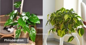 philodendron easy indoor plant for beginners