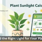 Plant Sunlight Calculator for Indoor & Outdoor Plants