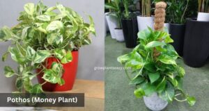 pothos money plant easy indoor plant for home