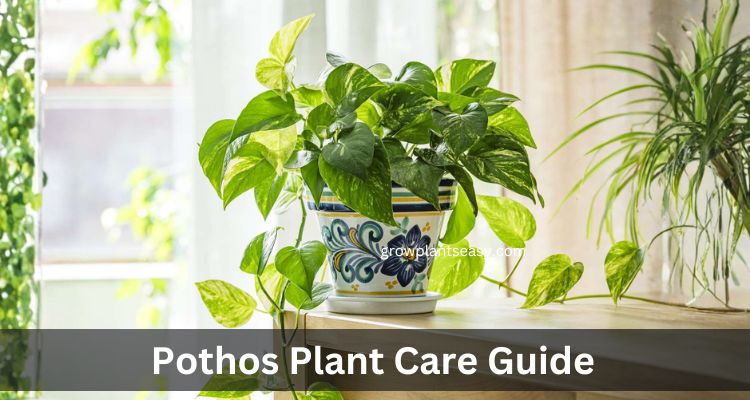 Pothos Plant Complete Care Guide
