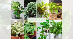 Different types of Pothos Plant 