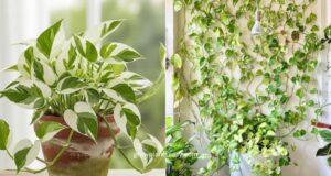 pothos plant growing indoors in decorative pot