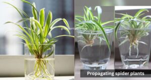 Propagating spider plants