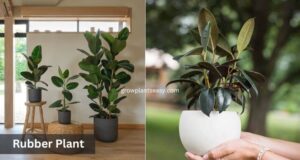rubber plant decorative indoor plant for home