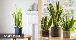 snake plant indoor plant for beginners