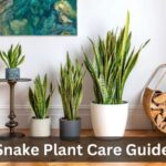 Snake Plant Care Guide