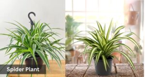 spider plant low maintenance indoor houseplant