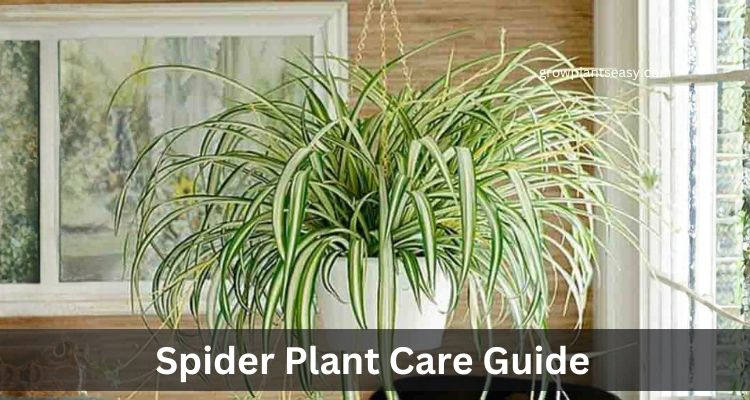 Spider Plant Care Guide