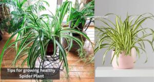 Tips for growing healthy Spider Plant