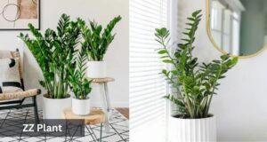 zz plant low light indoor plant for beginners