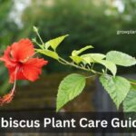 hibiscus plant care guide