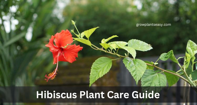 hibiscus plant care guide