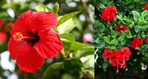 hibiscus plant growing outdoors in sunny garden