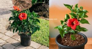 hibiscus plant with bright red flower