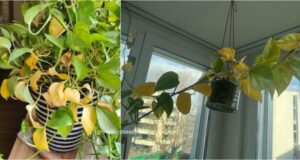 plant with yellow leaves caused by overwatering