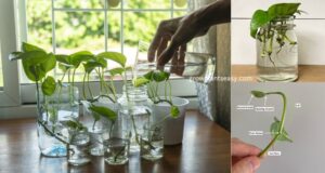 pothos plant propagation in water using stem cutting