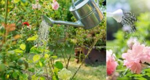 watering outdoor garden plants in morning