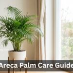 Areca Palm Care Tips – Light, Watering and Humidity Guide