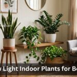 Best Low Light Indoor Plants for Beginners