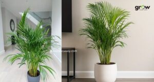 Best Place to Keep Areca Palm Indoors for Healthy Growth