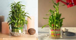 Best Places to Keep Lucky Bamboo Indoors