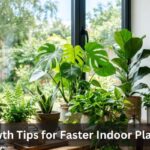 Best Plant Growth Tips for Faster Indoor Plant Growth