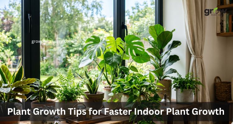 Best Plant Growth Tips for Faster Indoor Plant Growth