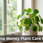 Chinese Money Plant Care Tips Light Water and Soil Guide