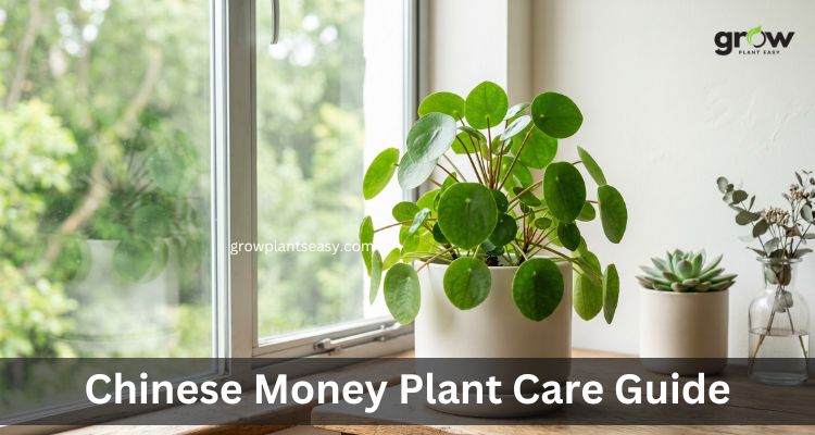 Chinese Money Plant Care Tips Light Water and Soil Guide