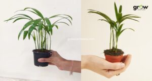 Common Areca Palm Problems and How to Fix Them Easily