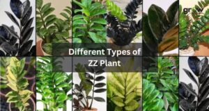 Different Types of ZZ Plant