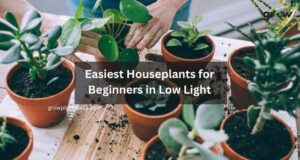 Easiest Houseplants for Beginners in Low Light