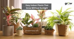 Easy Indoor Plants That Grow Without Sunlight