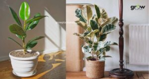 How often should I water a rubber plant
