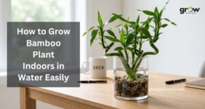 How to Grow Bamboo Plant in Water